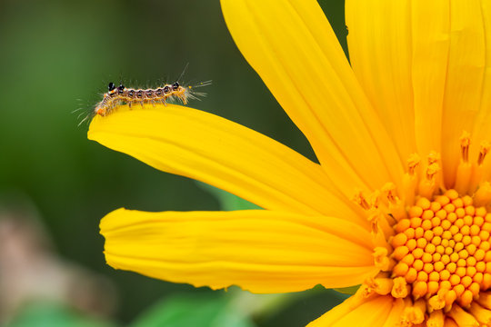 Worm with yellow flowers