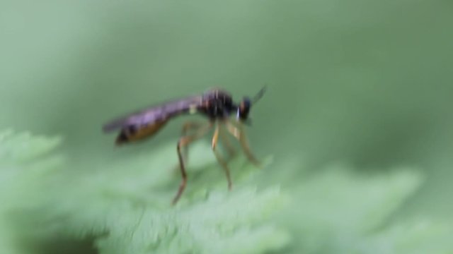 Eine Fliege ein Insekt auf einer Pflanze