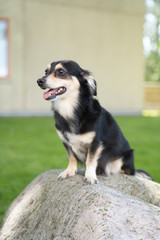 Dog sitting on the stone in the grass looking at somewhere