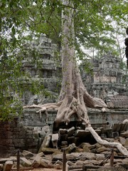 Tree roots grow over the ancient Ta Prohm temple, Siem Reap Province, Angkor's Temple Complex Site listed as World Heritage by Unesco in 1192, built in 1186 by King Jayavarman VII, Cambodia