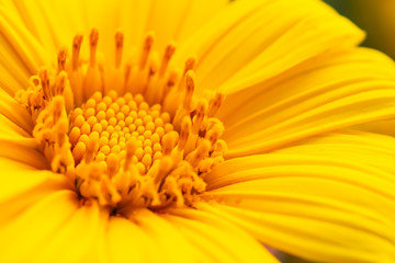 yellow flower macro