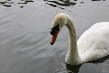swans on water at breary marsh west yorkshire