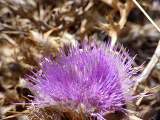 Cardo selvatico
