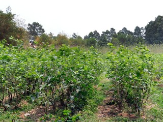 Fototapeta na wymiar Mulberry plantation, morus alba, Seam Reap Province, Craft Industry, Silk work, Silkworms breeding, Cambodia