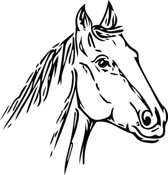 vector image of a horse in different angles