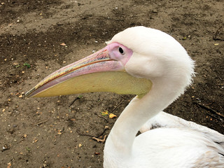 A view of a Pelican in London