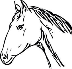 vector image of a horse in different angles