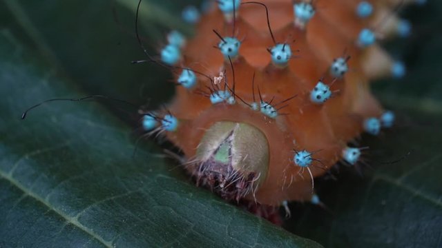 Macro giant colorful caterpillar facing on a leaf extreme close up
