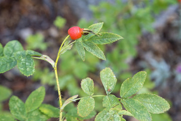 red rosehip berry growing on a branch in the forest