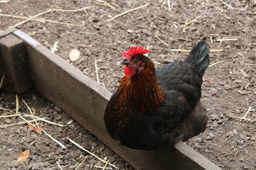 chickens at meanwood valley urban farm leeds west yorkshire