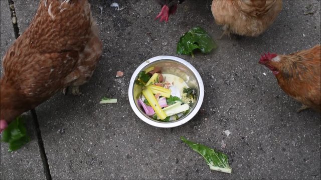H&uuml;hnerf&uuml;tterung, H&uuml;hner beim Fressen an der Futtersch&uuml;ssel mit Mangoldbl&auml;ttern und Mangoldstielen
