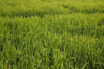 fresh green rice tree in country Thailand