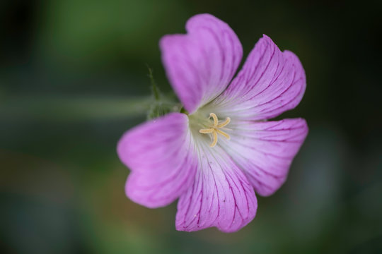Pink proliferating Geranium endressii or Endres cranesbill or French crane's-bill flower
