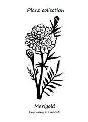 Marigolds plant. Marigolds vector. Marigolds flower vector. Floral illustration. Wild plant illustration. Engraving vector Marigold flower.