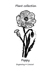 
Poppy plant clover. Poppy vector. Poppy flower vector. Floral illustration. Wild plant illustration. Engraving vector Poppy flower. 