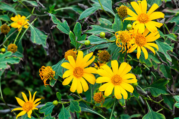 yellow flowers in the garden