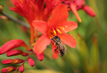 Obraz na płótnie Canvas bee on red flower