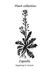 
Capsella plant clover. Capsella vector. Capsella flower vector. Floral illustration. Wild plant illustration. Engraving vector Capsella flower.