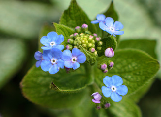 Blue flowers on siberian bugloss plant