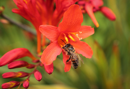 Bee On Red Flower