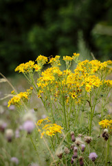 Yellow ragwort wildflowers in a meadow