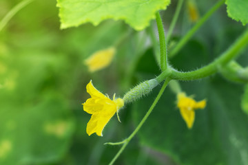 Young cucumber closeup