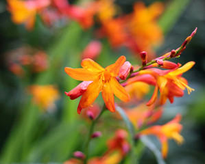 Orange crocosmia flower close up