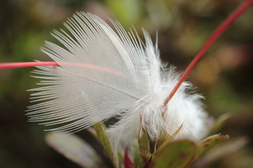 A white feather caught in a plant