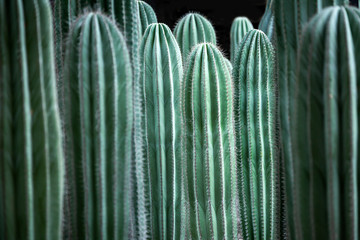 Cactus desert in the garden.