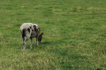 Obraz premium sheep at meanwood valley urban farm leeds west yorkshire