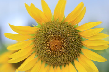 Naklejka premium Sunflower field landscape ,japan,kanagawa