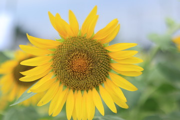 Sunflower field landscape ,japan,kanagawa
