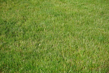 green grass background