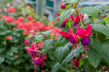 red flowers in the garden