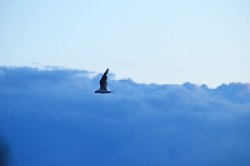 Sky in the evening with sea-gull flying, romantic background,photo