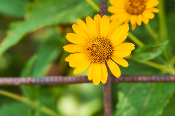 The yellow marigold flower emerges from the iron mesh on a green background. Close-up.With copy space.