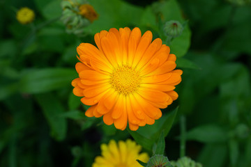 Marigold isolated on black(calendula officinalis)