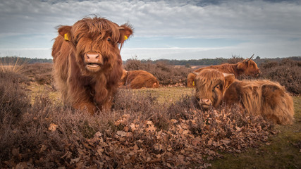 Scottish Highland Cows lying on ground