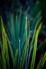 Obraz premium Drops of dew on the tips of young grass enlarged by macro photography