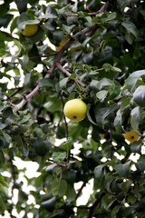 Ripe pear in the morning on a cloudy day.
