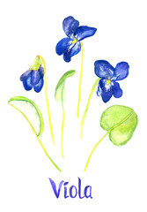 Viola purple flowers and leaves isolated on white hand painted watercolor illustration with handwritten inscription