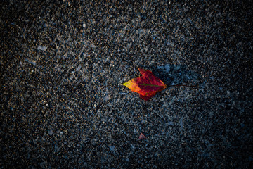 Background texture of a concrete surface with a fallen reddish, colorful leaf on it.
