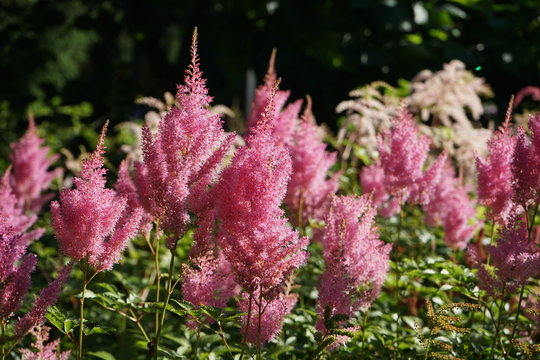 pink flowers in the forest,Amaranthus lividus