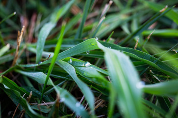 A drop of dew on a  grass leaf