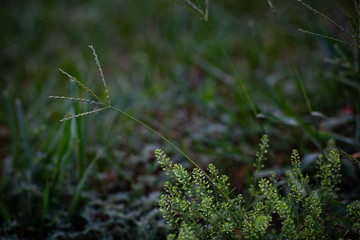 A stem of grass sticking out of the field