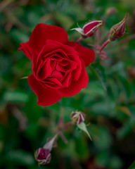 Blooming Red Rose in Garden
