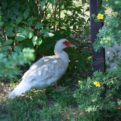 Muscovy duck hiding in the bushes
