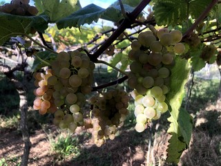 bunch of grapes