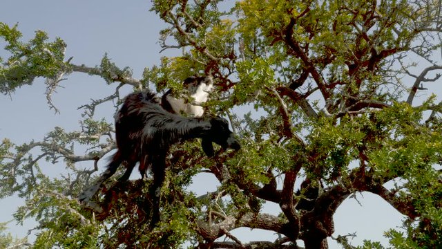 Two goats are up on an Argan tree eating its leaves and nuts, Essaouira, Morocco. The tree is cultivated for the famous Argan oil that is produced from the kernels of the nuts. Real-time footage.