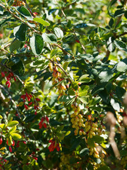 (Berberis vulgaris) Sauerdorn oder Gewöhnliche Berberitze mit dornigen Zweigen, garniert mit roten und gelblich Beerenbüscheln und Großes, leicht bedorntes Blätter 